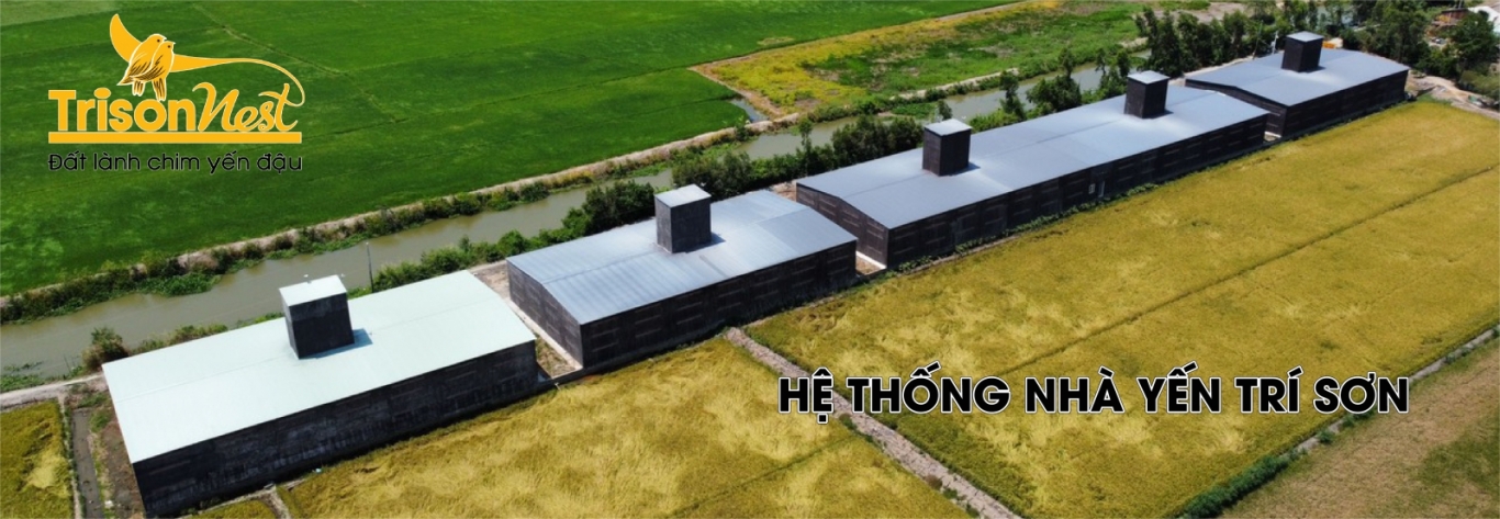 Hệ thống nhà yến