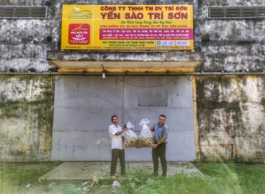 Cách thu hoạch tổ yến trong nhà yến