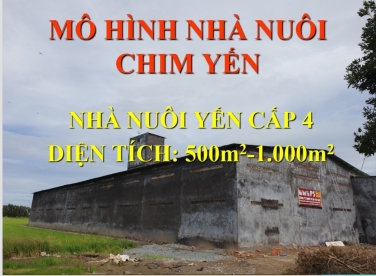 Mô Hình Nhà Yến Cấp 4 Đạt Hiệu Quả Cao Tiết Kiệm Chi Phí